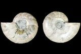 Cut & Polished Ammonite Fossil (Anapuzosia?) - Madagascar #146236-1